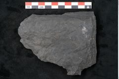 Foto (Detailansicht) von Noeggerathia palmaeformis Goeppert (NHMW-GEO-2024-0188-10741)